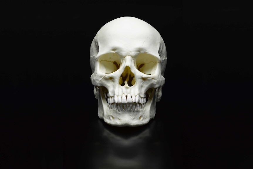Human skull on black backdrop