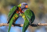 Picture of two lorikeets