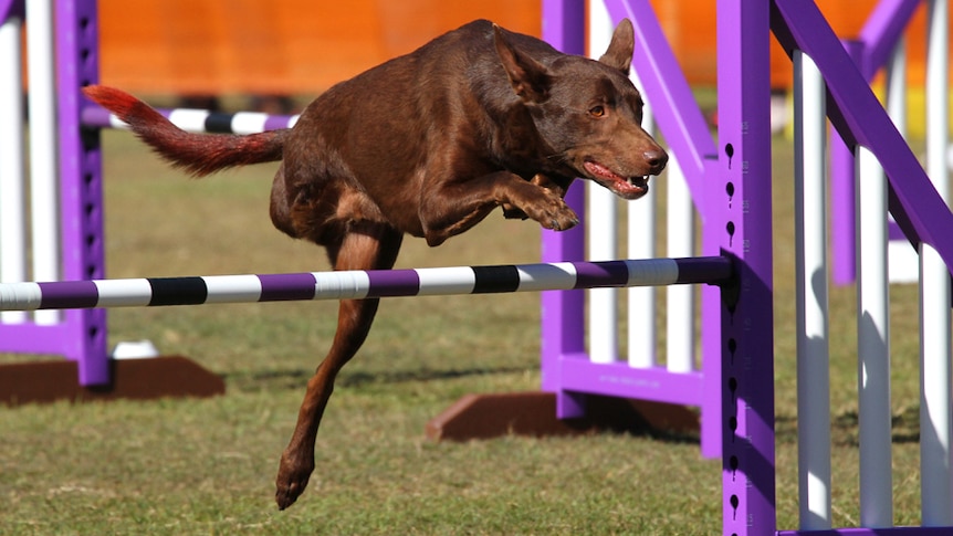 Zorion jumping a hurdle