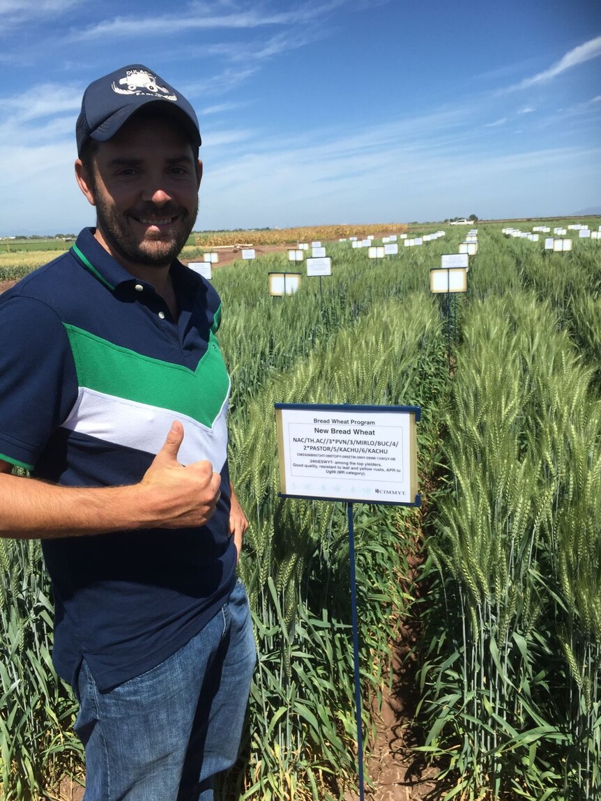 A man in a blue shirt and cap stands in a field of wheat next to a sign reading 'New Bread Wheat'.