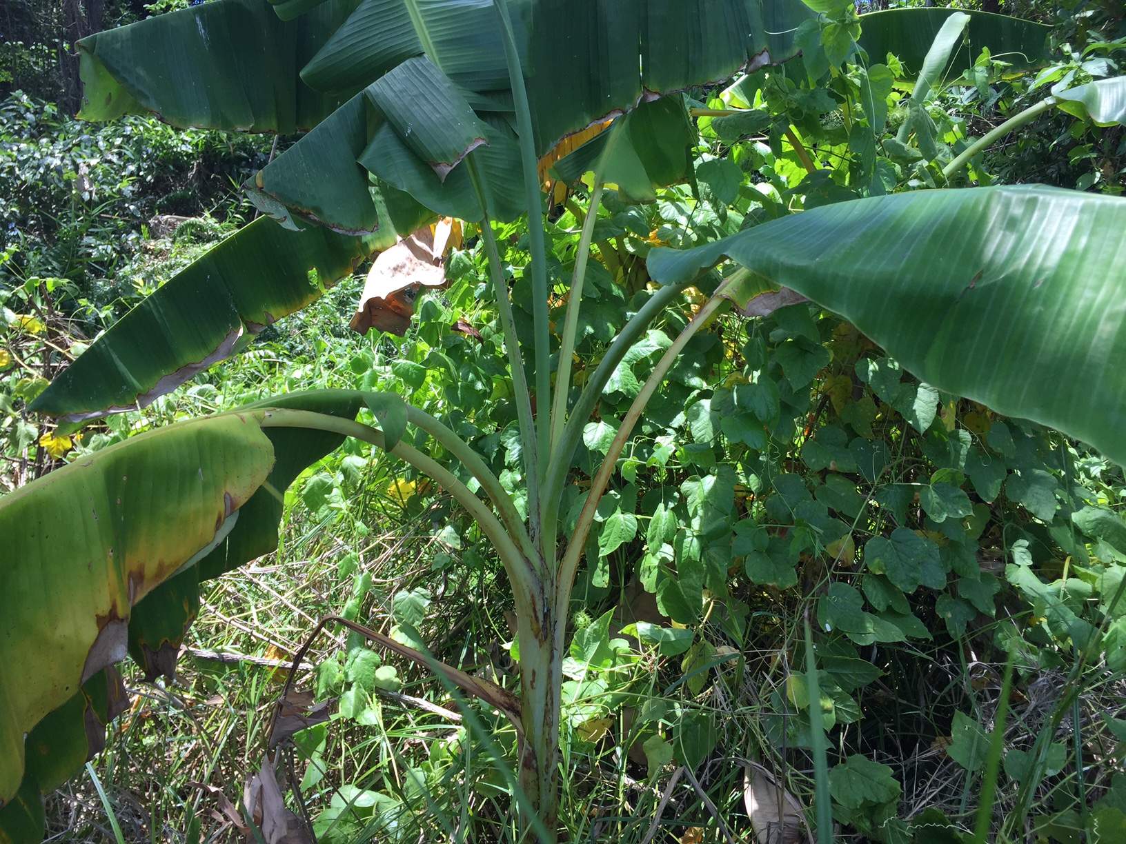 Banana plants found growing in NT freckle eradication zone ABC News