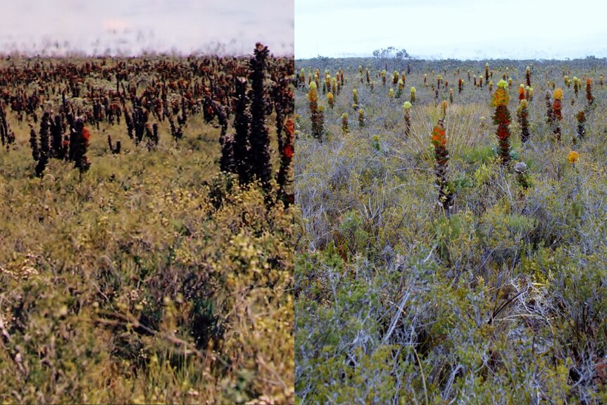 a side by side comparison of hakea flowers. there are less flowers in the second image. 