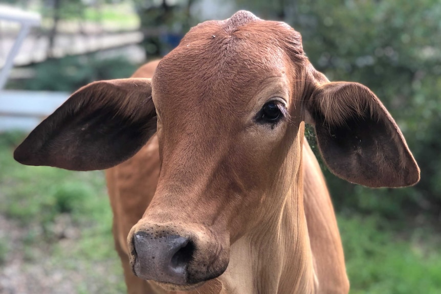 A close-up image of a calf face