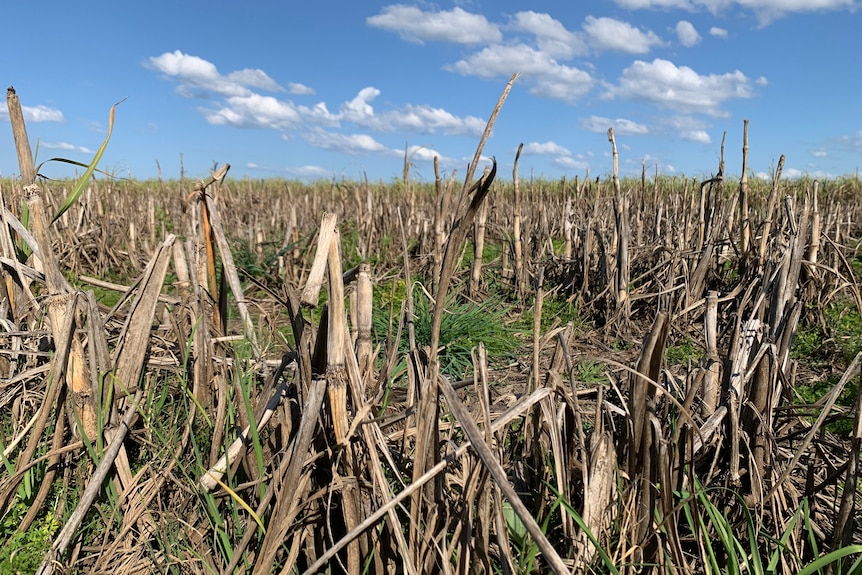 A close up shot of damaged one-year-old sugar cane.