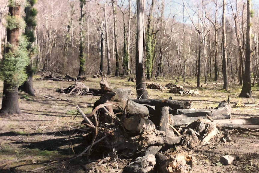 Burnt-out woodland at Buxton, in Victoria.