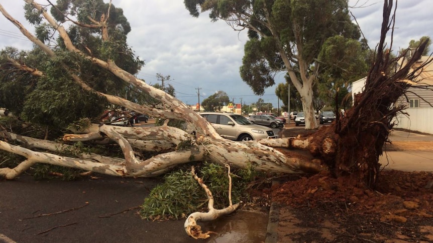 A huge eucalyptus tree lies across a road in Kalgoorlie with its roots in the air.