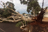 A huge eucalyptus tree lies across a road in Kalgoorlie with its roots in the air.