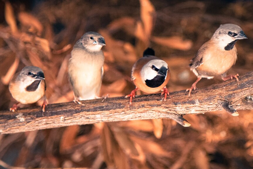 Four small black-throated finches sit on a branch.