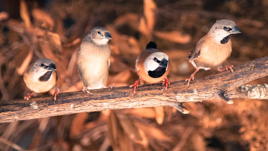 The southern black-throated finch is an endangered species