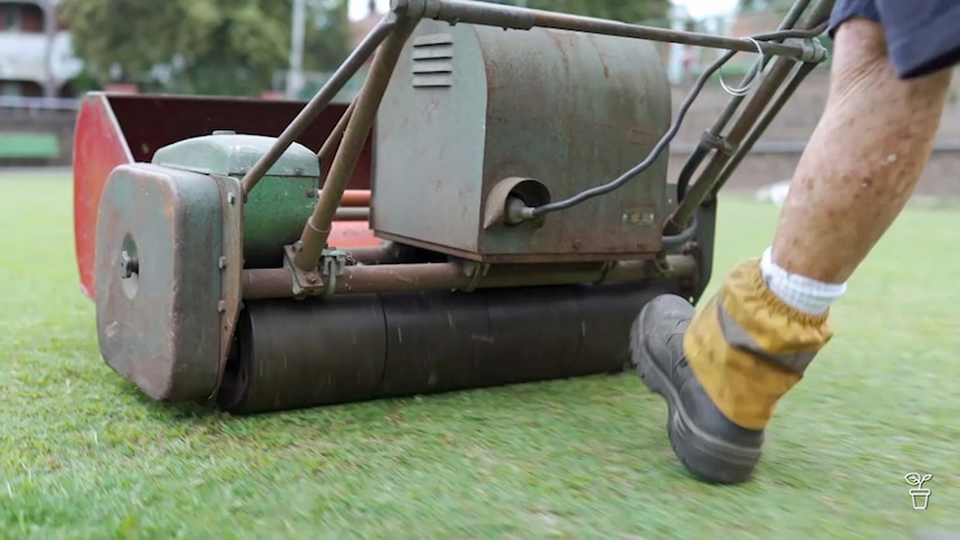 A bowling green lawn being rolled.
