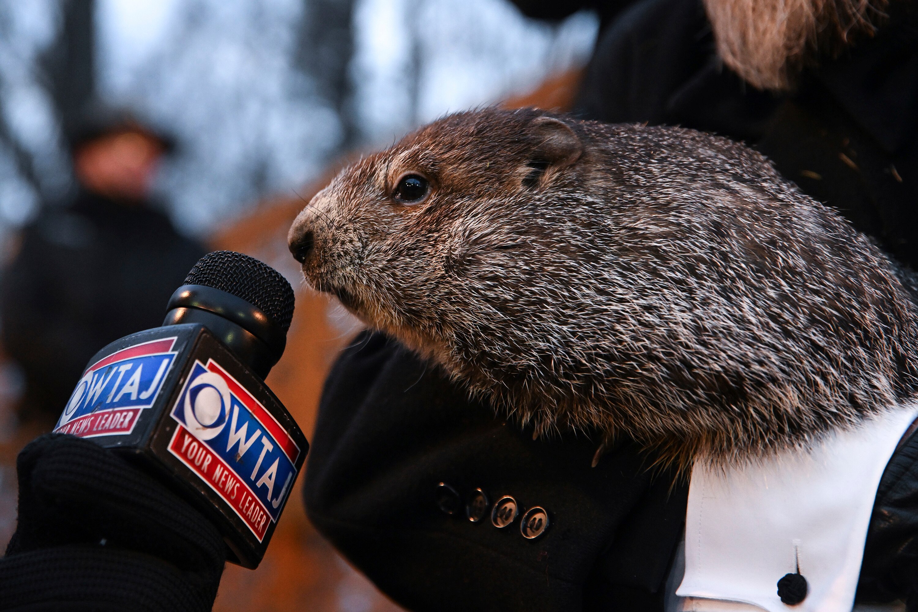Weatherpredicting groundhog Punxsutawney Phil emerges from
