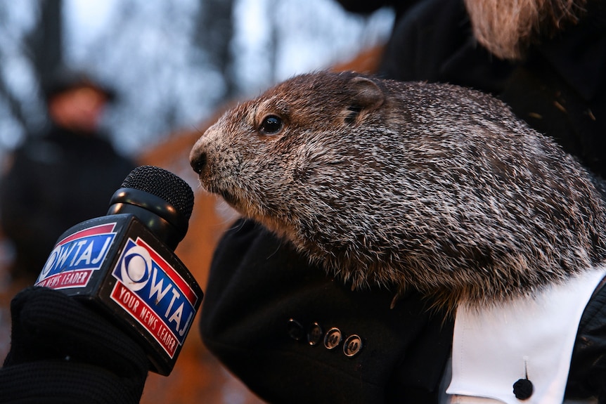 A groundhog leans over into a news microphone. 