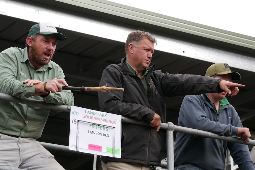 Three men stand on a raised platform pointing out of frame at livestock they are auctioning