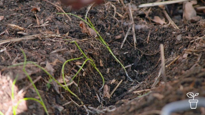 Seedlings lying in side of small trench in soil