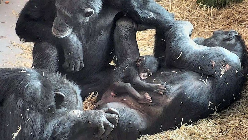Monarto Zoo chimp Boon born on October 19, 2015.
