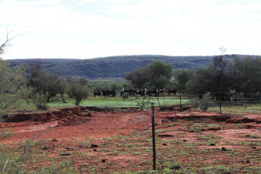 A long shot of a mob of cattle standing near a dam.