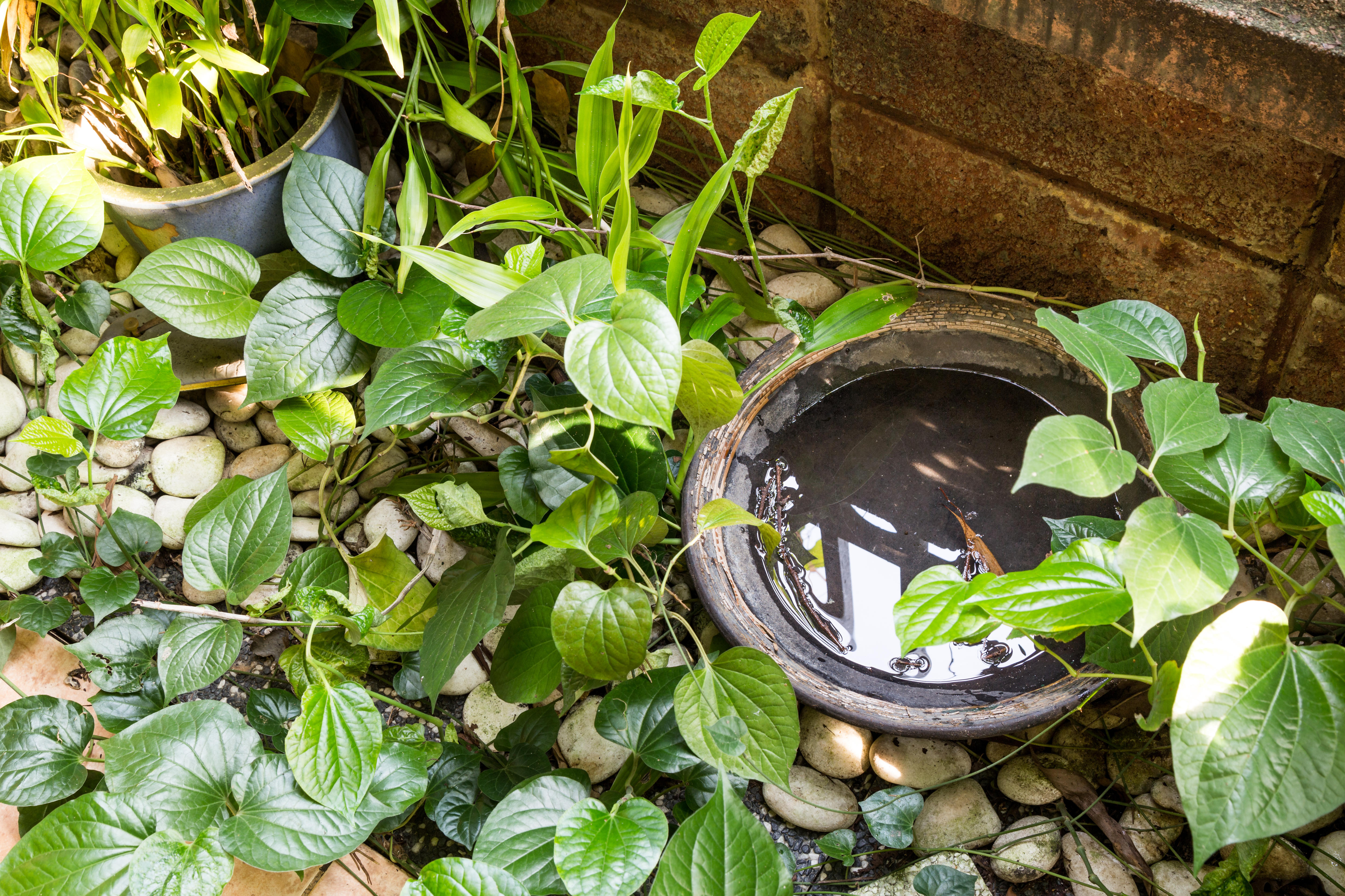 A pot of stagnant water surrounded by green plants in a garden, which can attract mosquitoes and allow them to breed.