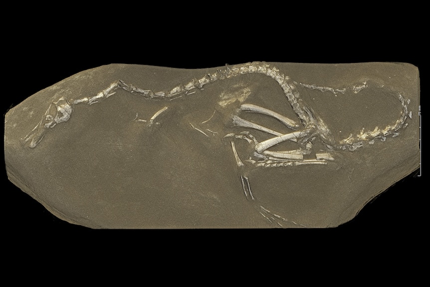 Skeleton of the duck dinosaur in brown rock against a black background