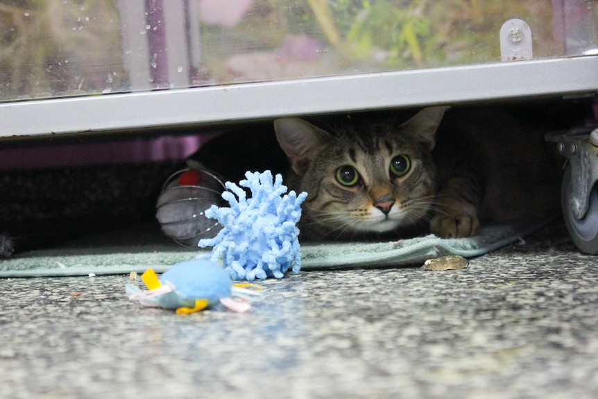 One of the shy rescue cats hides from the camera in Brisbane's new cat cafe.