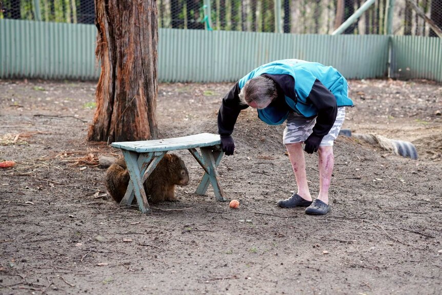 Man with burnt legs bends over to see wombat hiding under seat