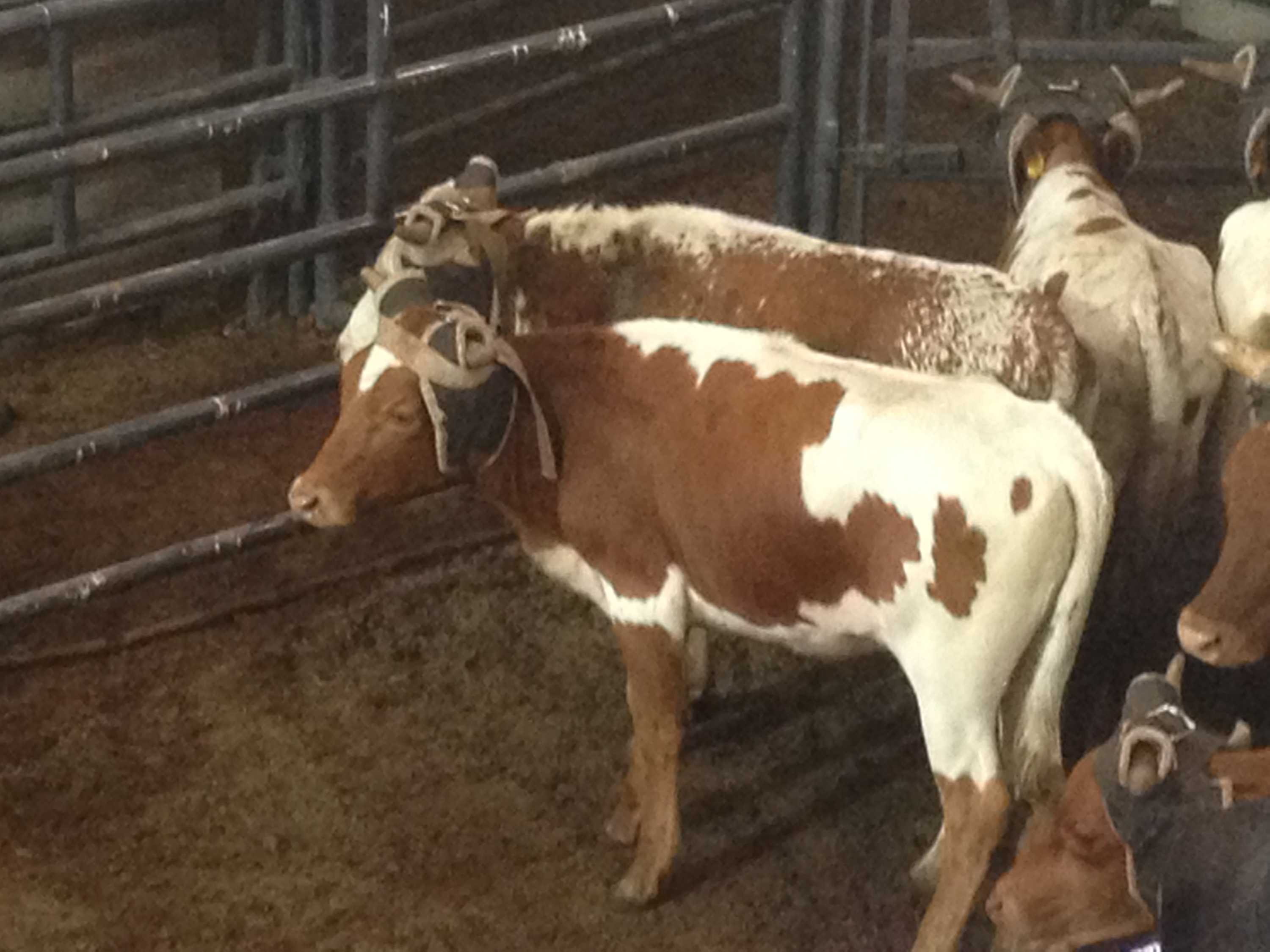 Teen takes home two new cars at team roping championships - ABC News