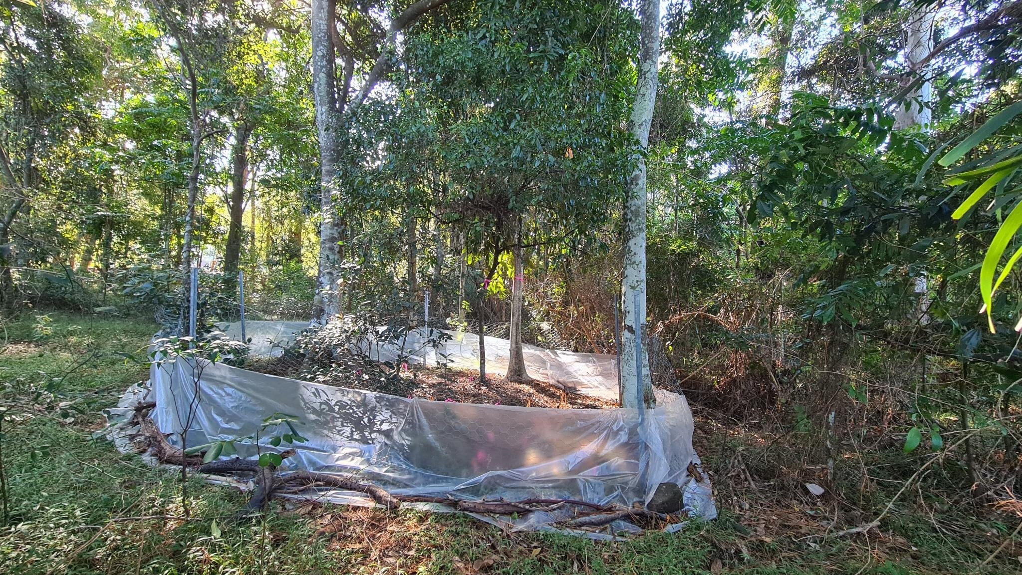 A little wire fence surrounds a small patch of trees and a fontainea plant, in a bushy area filled with leafy green trees.