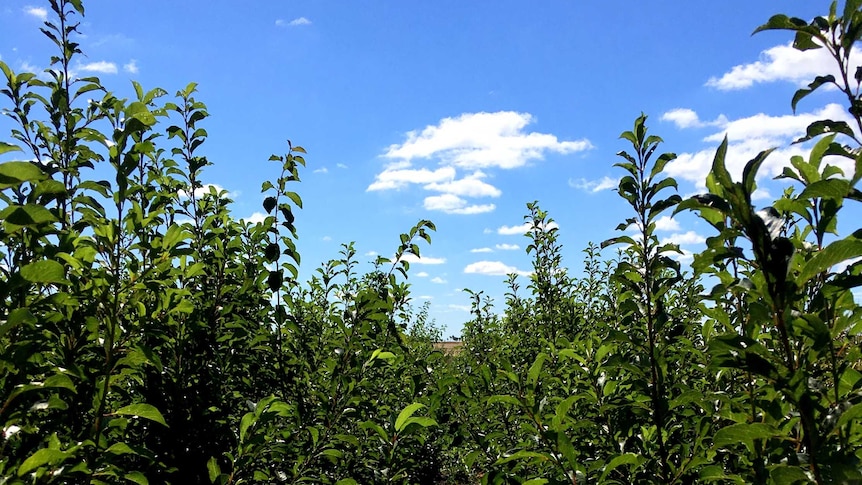 Organic Queen Garnet Plum trees in the nursery stage.