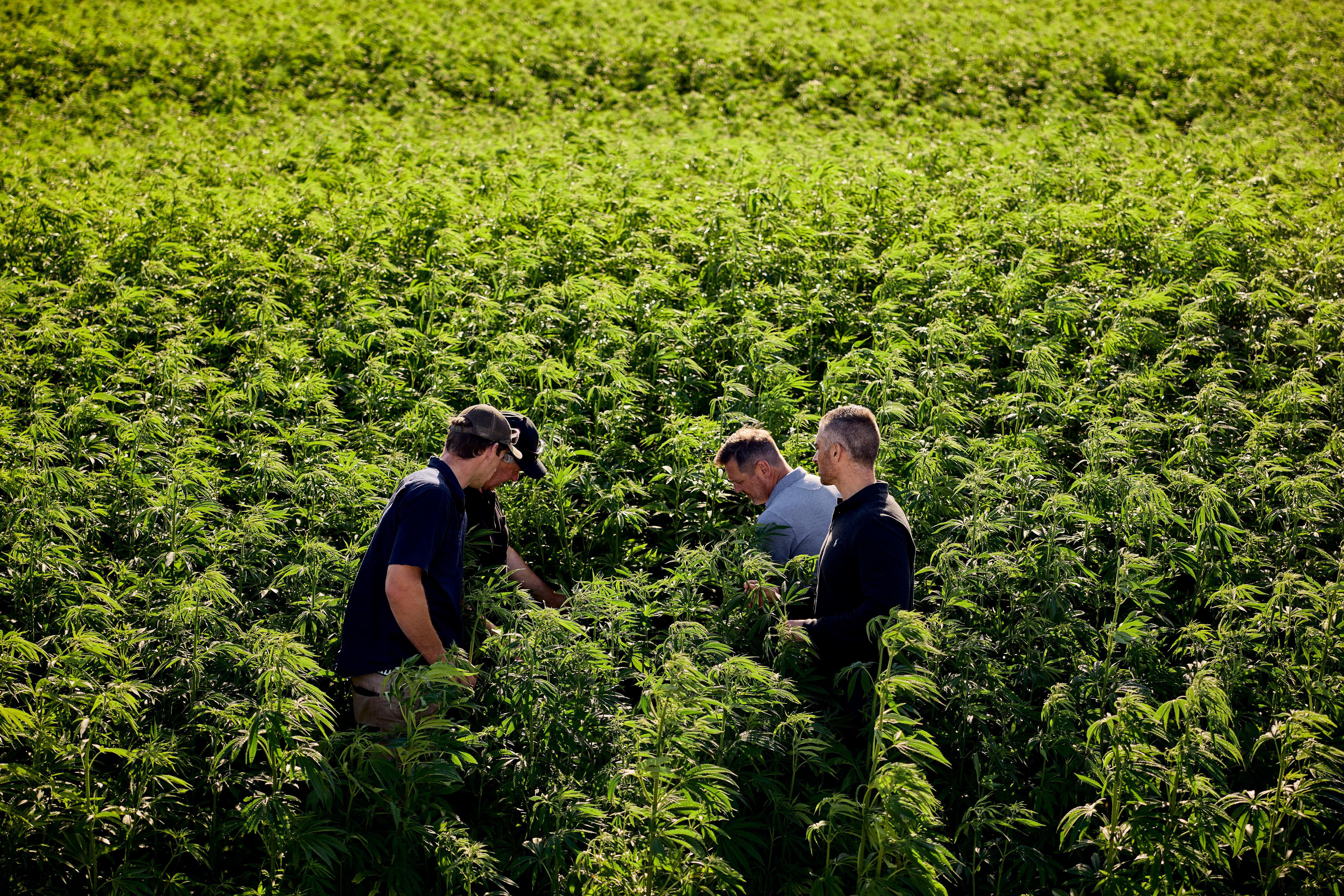 Four men, seen from a high vantage point, inspect plants in a huge field of hemp.
