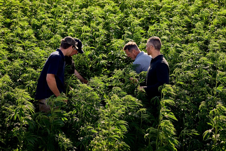 Four men, seen from a high vantage point, inspect plants in a huge field of hemp.