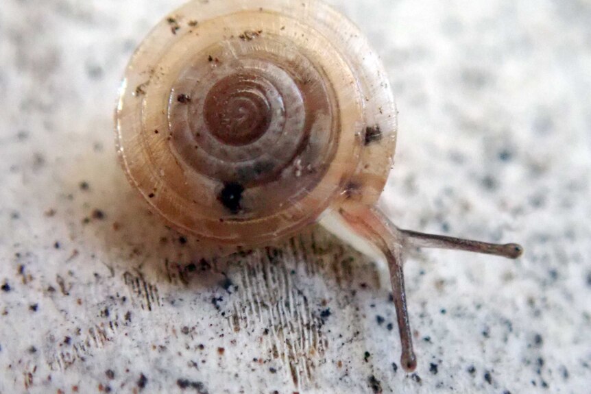 A close-up photo of a snail.