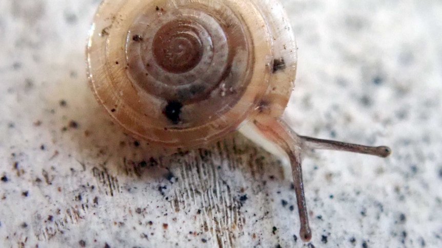 A close-up photo of a snail.