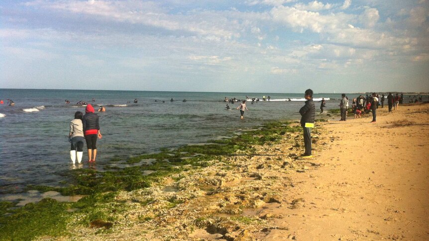 Beachgoers watch fishers hunt for abalone