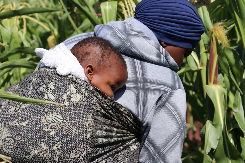 Baby strapped to a woman's back as the woman leans over, tending a field of corn.