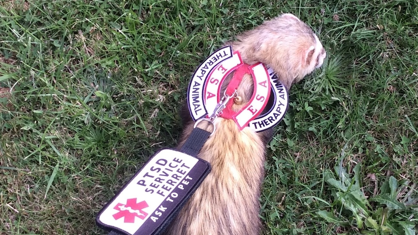 A ferret on a leash being trained