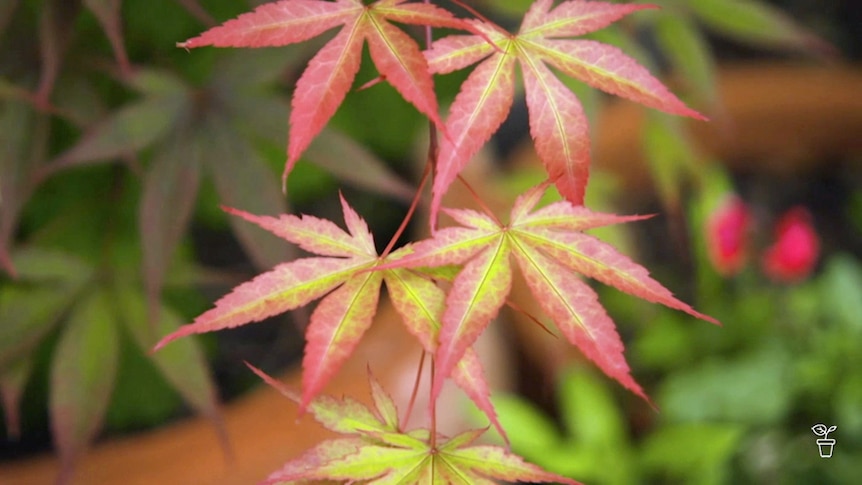 Red maple leaves growing on a maple tree.