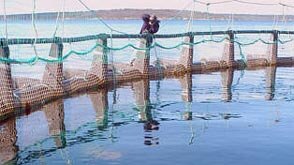 A four-metre great white shark swims in a fish pen near Port Lincoln.