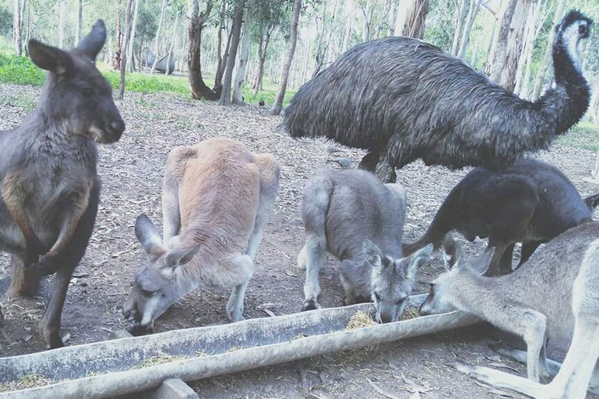 Kangaroos and emus at feeding time at Fraser Coast Wildlife Sanctuary.