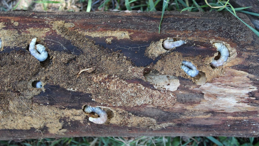 Six white grubs in a rotting log