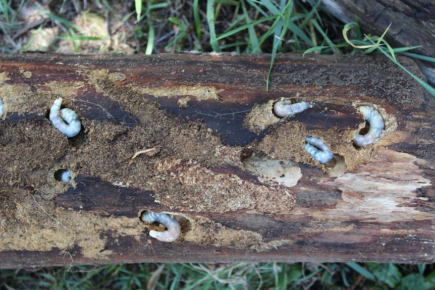 Six white grubs in a rotting log