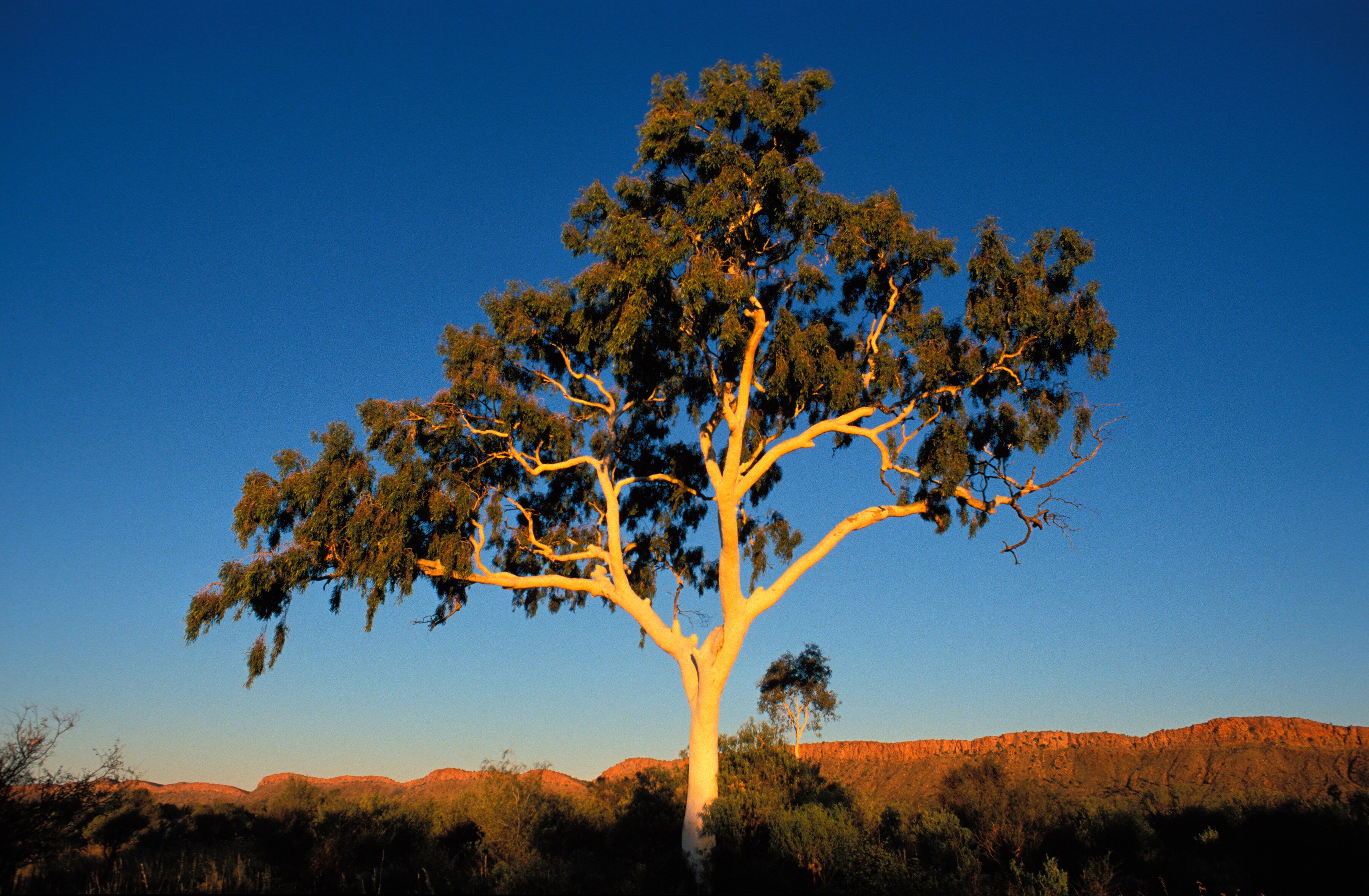 Pale trunk of a ghost gun with the blue sky behind