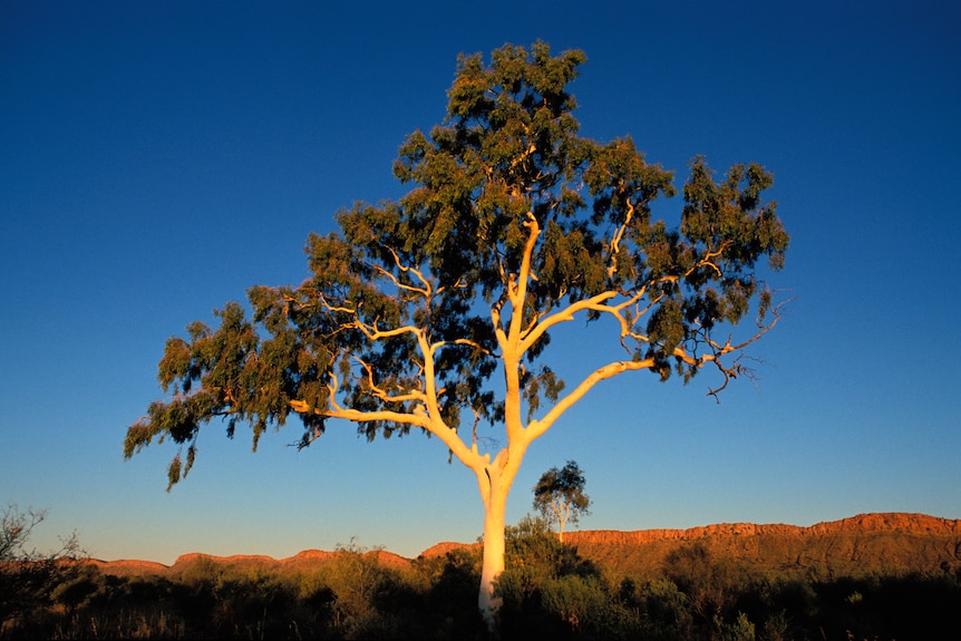 Pale trunk of a ghost gun with the blue sky behind