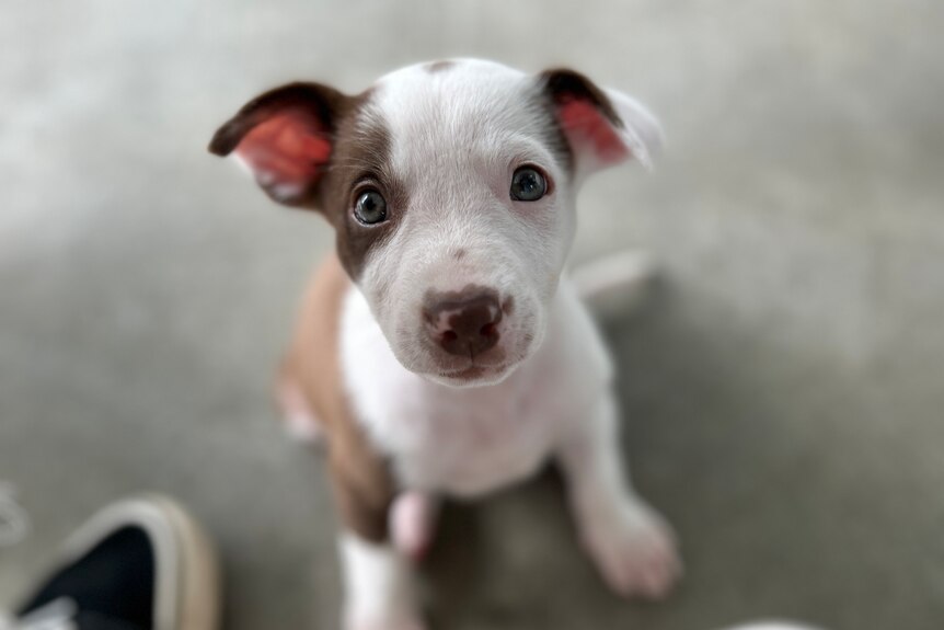 A small puppy with blue eyes looking up at the camera. 