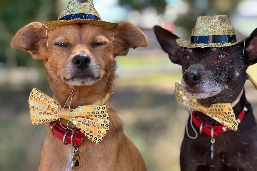 Two small dogs wearing sparkly hats and bowties 