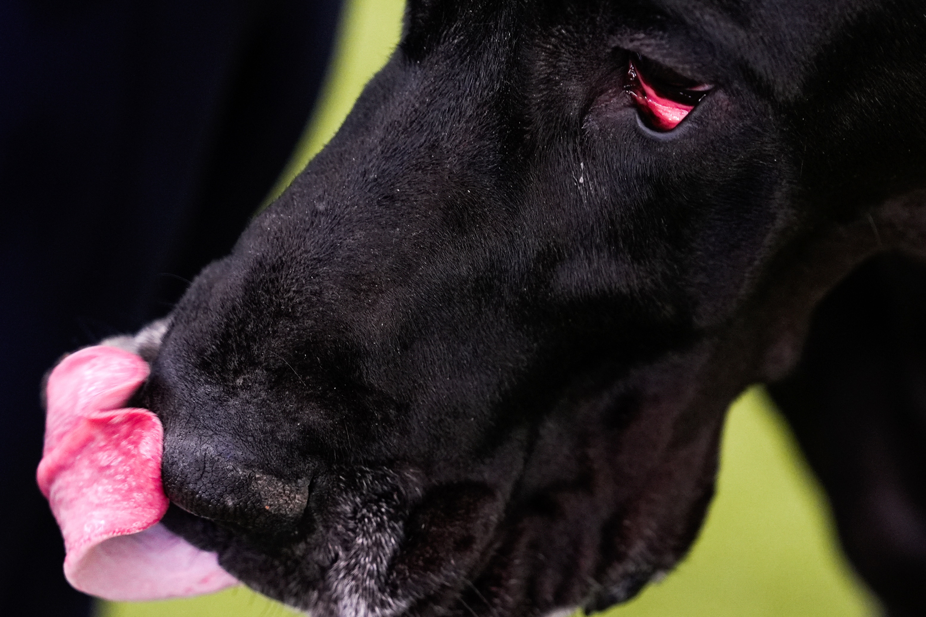 A great dane licks his nose 