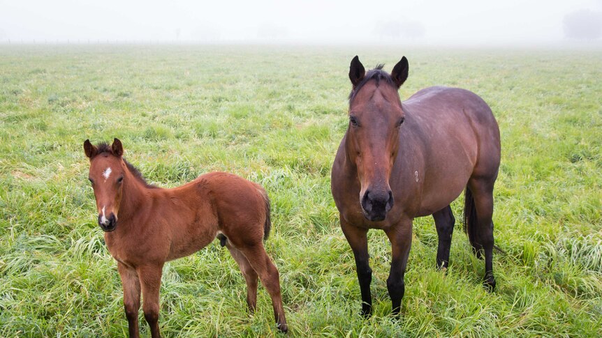 A horse and foal stand in a misty paddock.