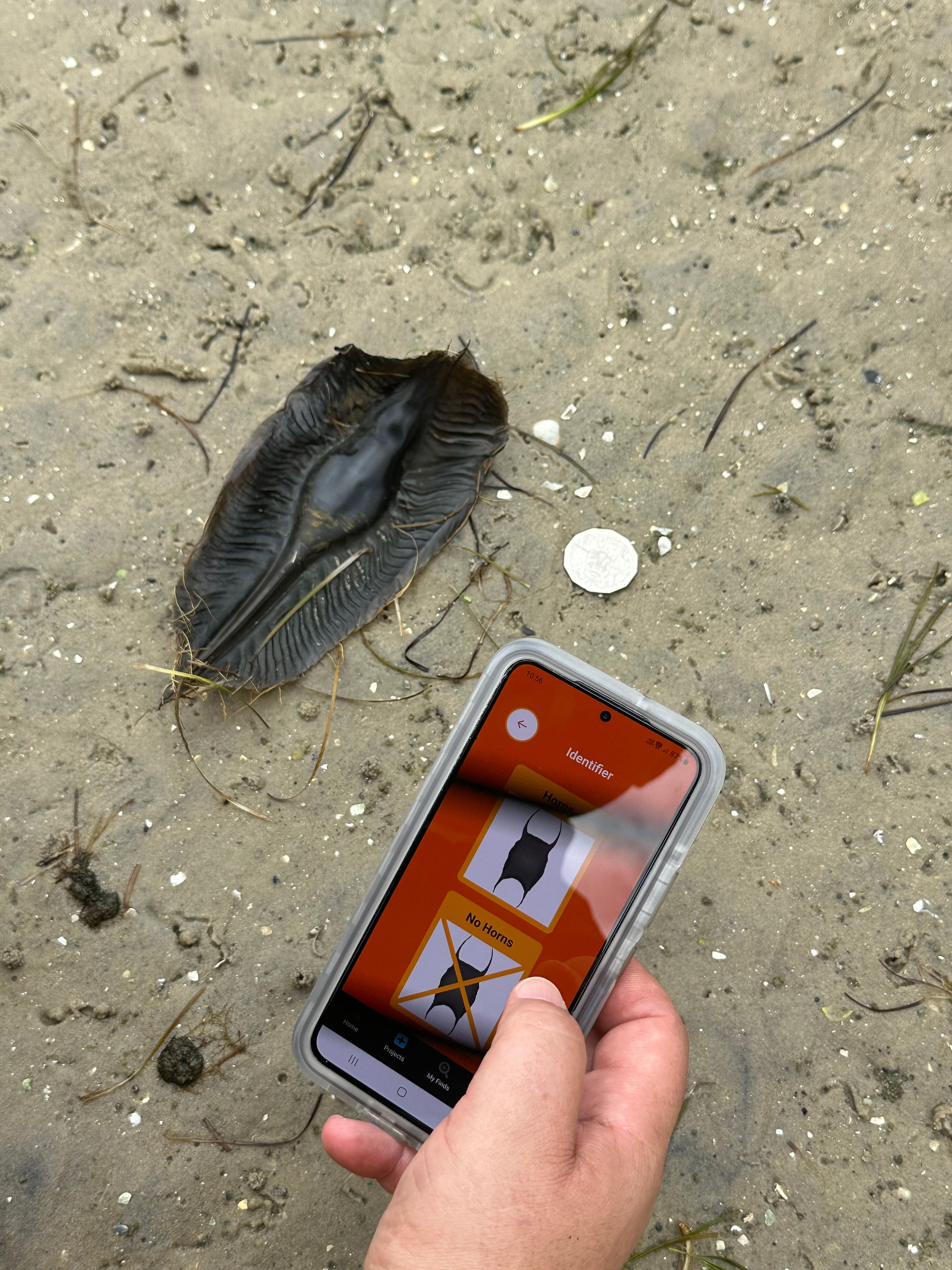 A hand holds a phone displaying different shapes near a dark, alien-looking egg case on damp sand