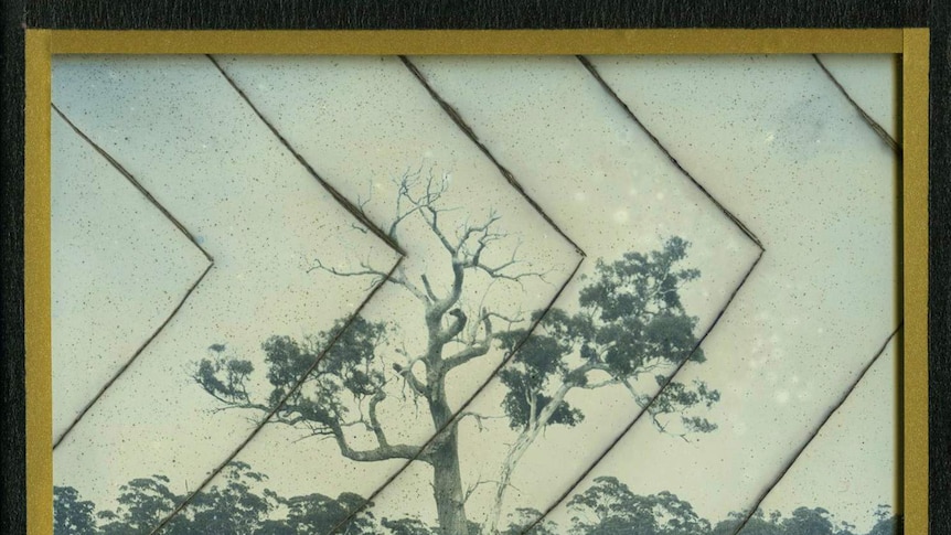 A framed art work of a large tree in the foreground with more trees in the background