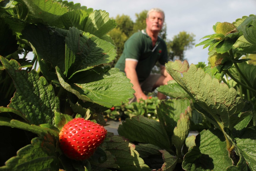 Peter Murray-King is harvesting organic strawberries on Queensland's Sunshine Coast