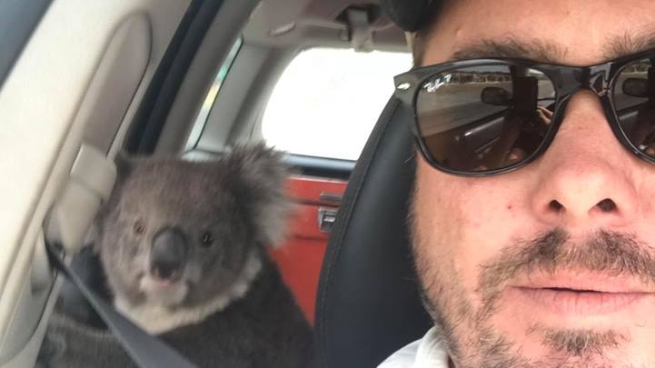 Man sits in car, taking selfie, with koala facing the camera from the back seat.