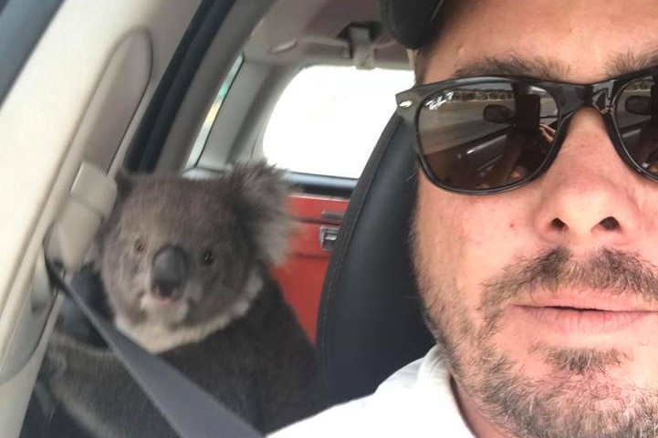 Man sits in car, taking selfie, with koala facing the camera from the back seat.